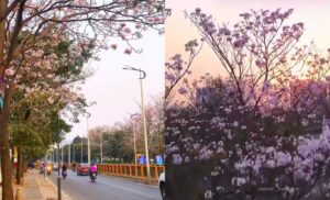 VIDEOS | Pune in Full Bloom: Pink Flowers Steal the Spotlight from Bengaluru