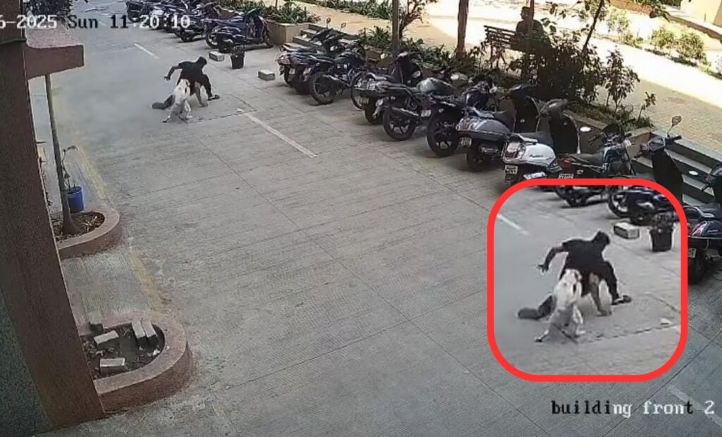 Stray Dog Attacks Man at Housing Society Gate in Pune, Incident Caught on Camera