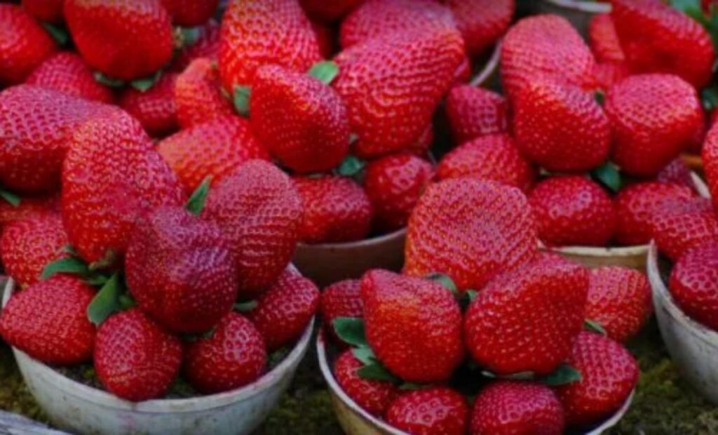 Mahabaleshwar Gears Up For Mega Tourism Festival; Collector Calls For Seamless Coordination Ahead Of May 2–4 Event