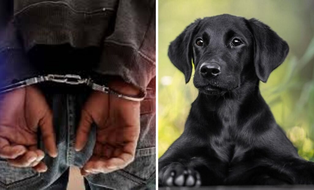 Disturbing Case In Pune: Man Arrested For Sexually Abusing Pet Dog While Owner Was Away