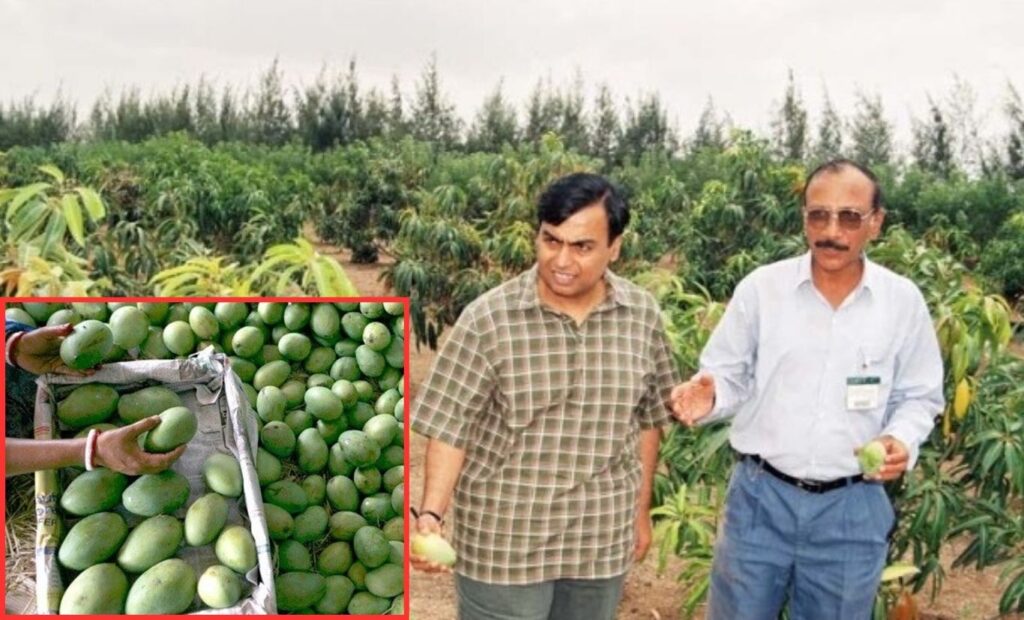 Inside India’s Largest Mango Orchard: How Mukesh Ambani Built a Global Mango Empire Across 600 Acres