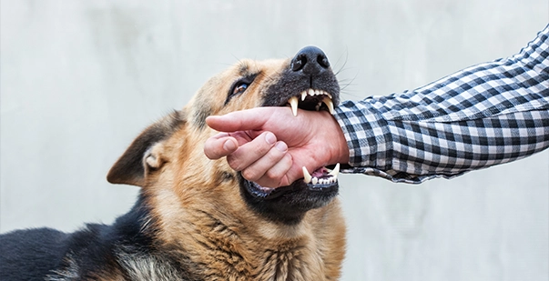 Pune Woman Booked After Pet Dog Bites Pedestrian in Budhwar Peth