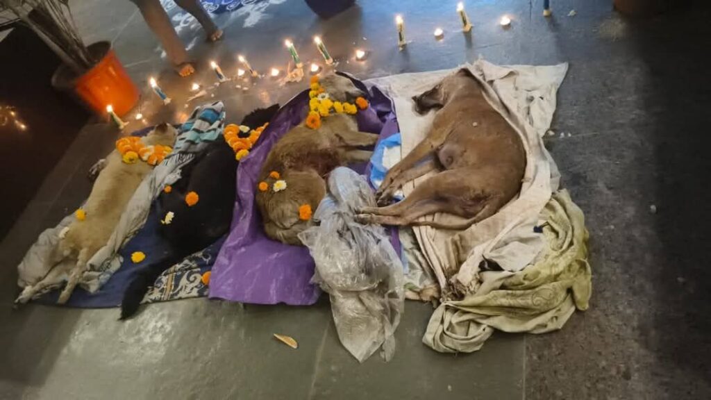 Pune: Alleged ₹5 Lakh Contract Killing of Stray Dogs in Pimpri's Mahindra Antheia Society Sparks Public Fury 