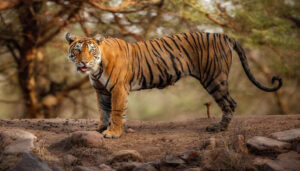 8 National Parks Near Pune for Incredible Wildlife Spotting