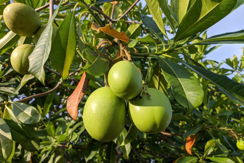 Is the 'Suicide Fruit' From The White Lotus Real