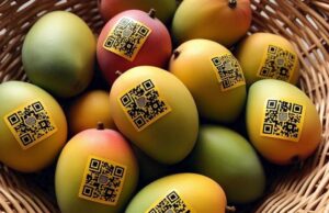 Pune QR Codes Introduced to Curb Fraud in Hapus Mango Sales