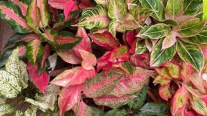 Simple Expert-Backed Tips to Make Your Aglaonema Plant Grow Bushy