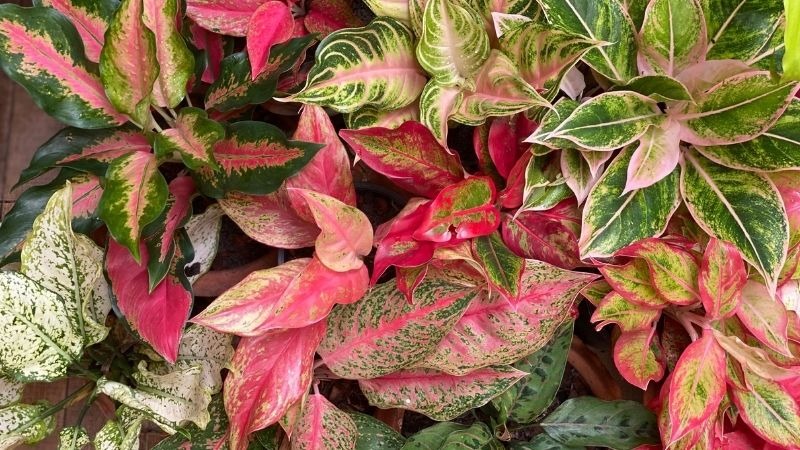 Simple Expert-Backed Tips to Make Your Aglaonema Plant Grow Bushy