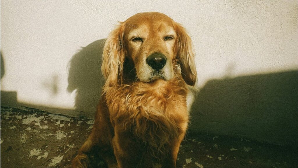 Blind Dog Barred from Lift: Mumbai Businessman Files PIL Against Housing Society