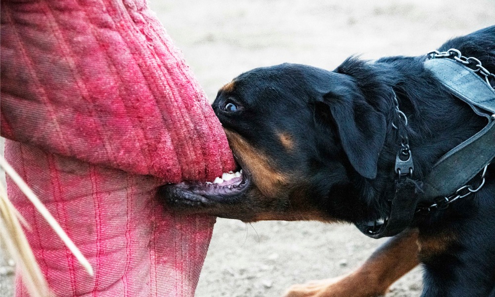 Jogger Injured In Rottweiler Attack; Dog Handler And Owner Booked In Pune