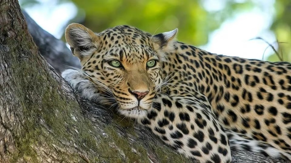 Maharashtra Records Surge in Leopard Deaths, Plans Vantara-Inspired Wildlife Sanctuary Backed by Anant Ambani