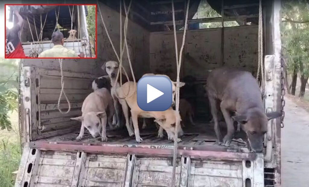 Illegal Release Of 20 Stray Dogs From Kandivali Into Aarey Forest Sparks Outrage