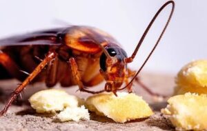 Why Cockroach Infestations Increase in Summer and How to Get Rid of Them