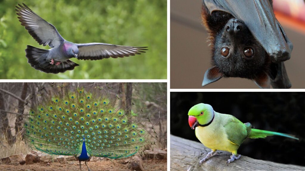 birds