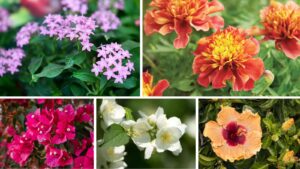 flowers