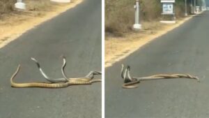 snake
