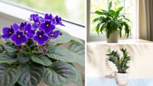 10 Indoor Plants Believed to Attract Wealth and Positive Energy to Your Home
