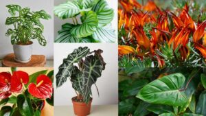 10 Tropical Houseplants to Transform Your Indian Home into a Lush, Vibrant Space