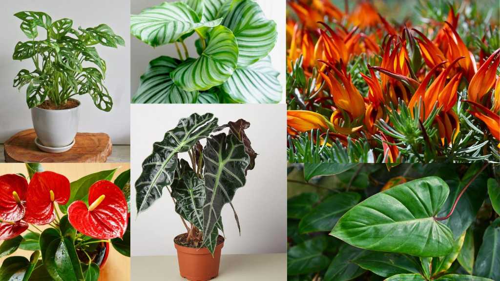 10 Tropical Houseplants to Transform Your Indian Home into a Lush, Vibrant Space