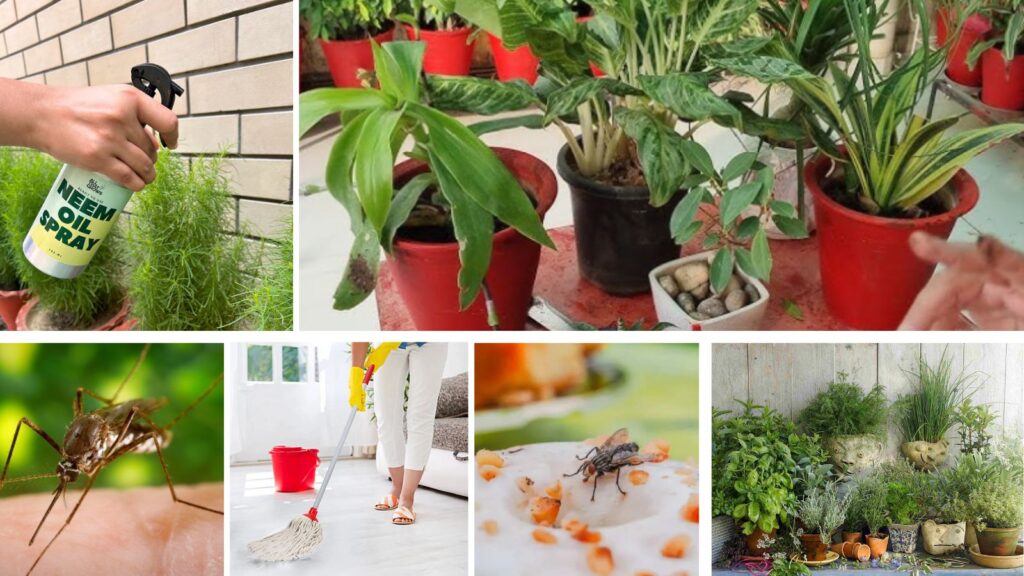 8 Natural Ways to Keep Aphids, Flies, Mosquitoes, Gnats, and Ants Away This Monsoon
