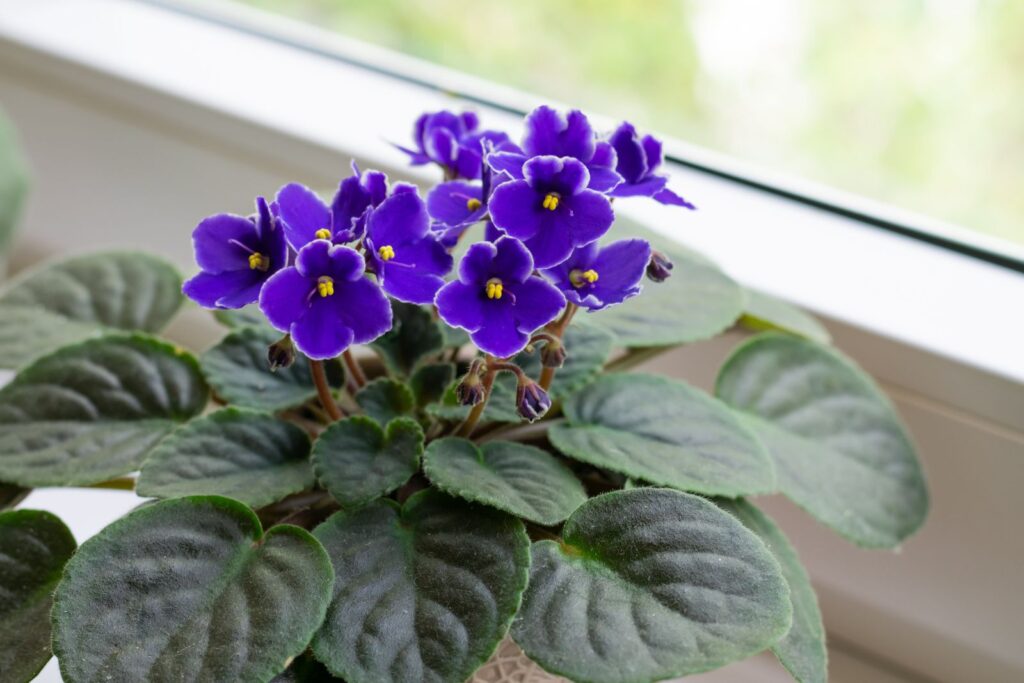 10 Indoor Plants Believed to Attract Wealth and Positive Energy to Your Home