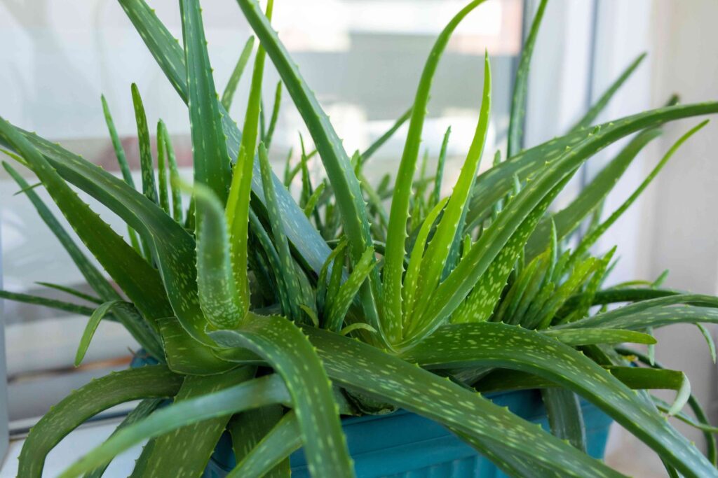 10 Indoor Plants Believed to Attract Wealth and Positive Energy to Your Home