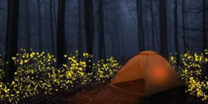 Camping Under the Stars: Bhandardara Firefly Festival; Nature’s Own Light Show