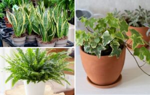 NASA Recommends These 10 Indoor Plants for Your Home or Office for This Reason