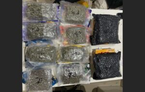 DRI Pune Seizes ₹10.3 Crore Worth Of Hydroponic Weed From Passengers Arriving From Bangkok; 3 Held