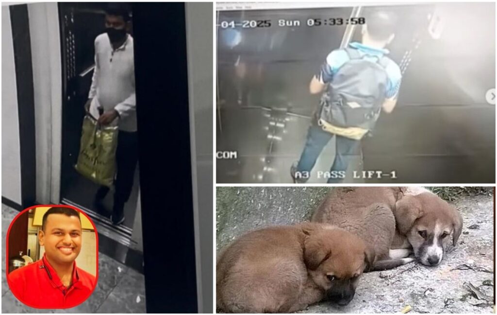 Pune Crime: 12 Stray Dogs Poisoned at Mahindra Antheia Society – Resident Arrested After Suspicious Google Searches