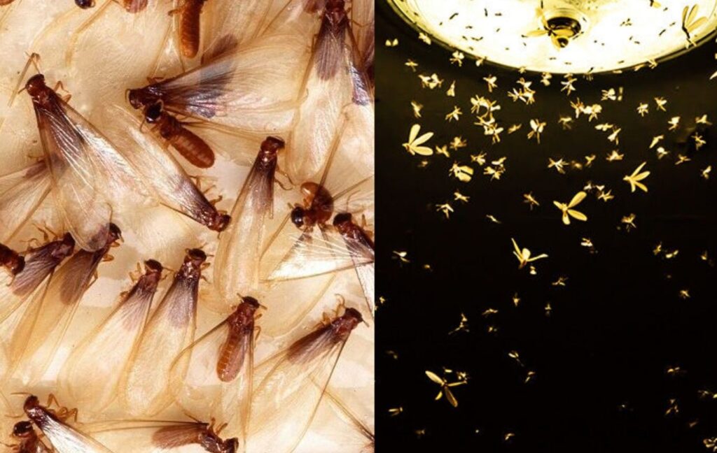 Bugs Around Lights in the Rainy Season Driving You Crazy? Here Are 5 Easy Ways to Get Rid of Them