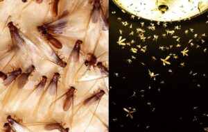 Bugs Around Lights in the Rainy Season Driving You Crazy? Here Are 5 Easy Ways to Get Rid of Them