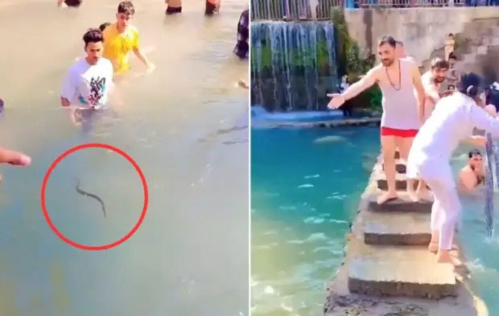 Viral Video: Panic in Water Park as Snake Enters Swimming Pool