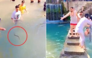 Viral Video: Panic in Water Park as Snake Enters Swimming Pool