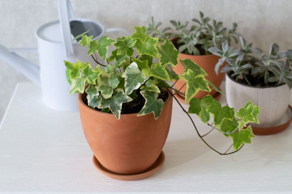 10 Indoor Plants Believed to Attract Wealth and Positive Energy to Your Home