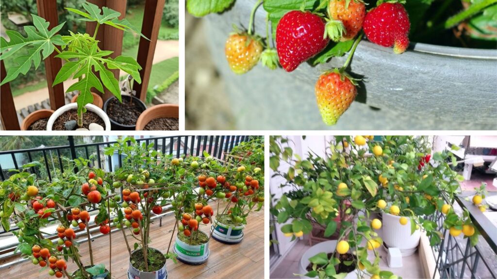 Fresh From Your Balcony: 5 Easy Fruits to Grow in Small Spaces (And How to Do It Right)