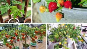 Fresh From Your Balcony: 5 Easy Fruits to Grow in Small Spaces (And How to Do It Right)