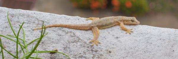 Get-Rid-Of-Lizards