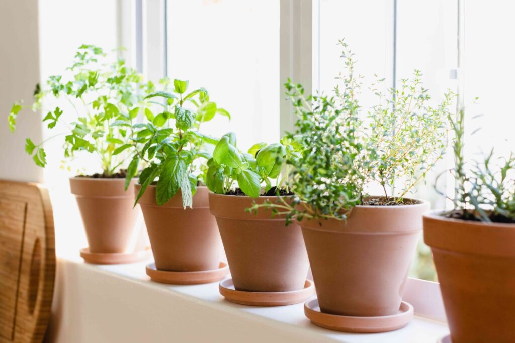 10 Indoor Plants Believed to Attract Wealth and Positive Energy to Your Home