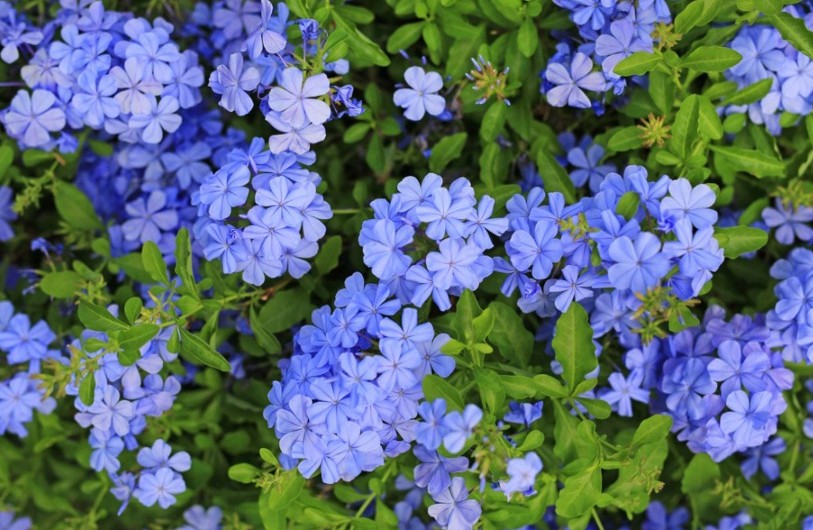 Home Gardener Finds Success with Low-Maintenance Blooming Shrub for Summer