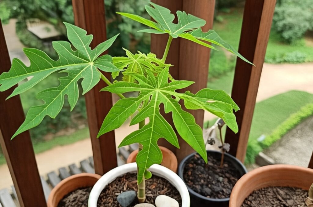 Fresh From Your Balcony: 5 Easy Fruits to Grow in Small Spaces (And How to Do It Right)