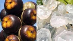Ice Apple Gains Popularity in Pune for Its Cooling, Hydrating, and Health Benefits