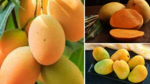 India’s Mango Magic: 18 Delightful Varieties You Must Savour This Summer