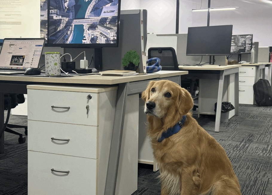Introducing Denver: Hyderabad Startup Appoints Golden Retriever as Chief Happiness Officer