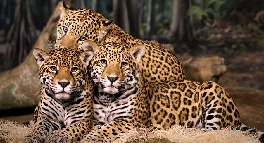 Leopard Population in Mumbai’s Sanjay Gandhi National Park Rises to 54, Latest Census Confirms