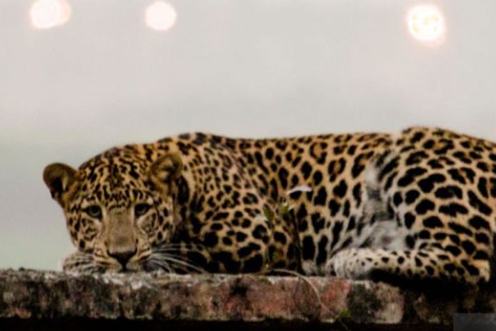 Leopard