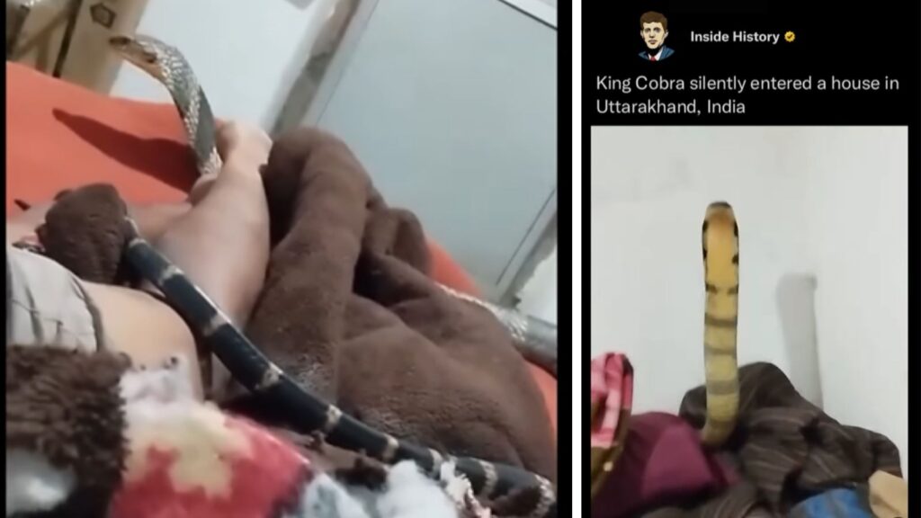 Man Remains Surprisingly Calm as King Cobra Slithers Across His Body in Viral Video from Alleged Uttarakhand Location