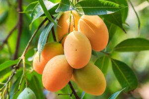 Inside Asia’s Largest Mango Orchard: How Mukesh Ambani Turned a Pollution Problem into a Billion-Rupee Mango Empire