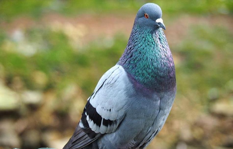 No More Pigeons: How to Keep Them Away Naturally with 5 Simple Home Solutions