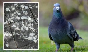 Pigeon MenaceSimple and Effective Ways to Keep Pigeons Away from Pooping in Your Balcony and Garden